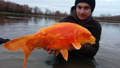 A carp from Ragon, Dec 2020