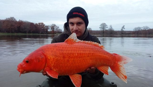 A carp from Ragon, Dec 2020