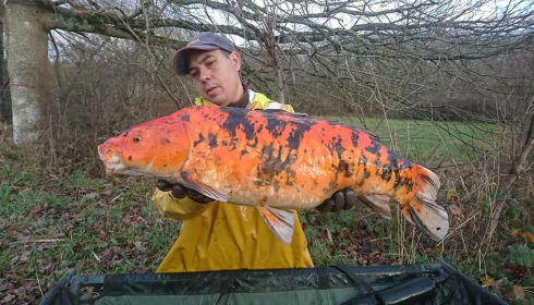 A carp from Ragon, ., Oct 2020