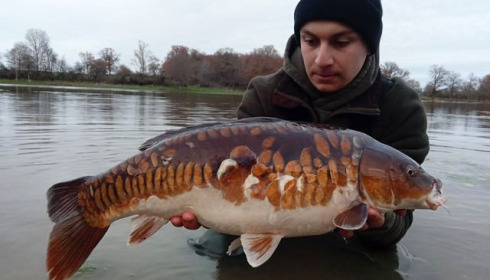 A carp from Ragon, Dec 2020