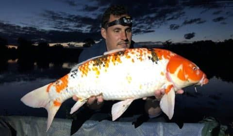 A carp from Ragon, ., Oct 2020