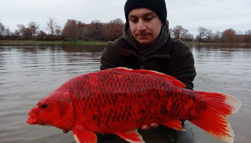 A carp from Ragon, Dec 2020