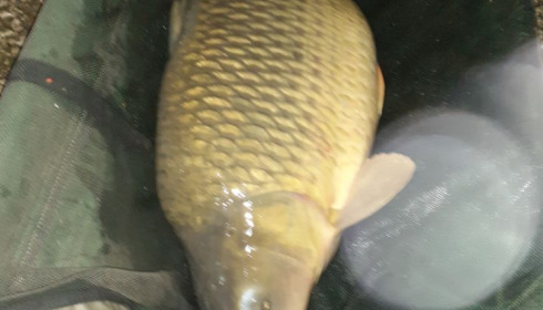 A carp from Vincons, Feb 2021