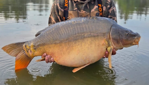 A carp from Mystique, Sep 2026