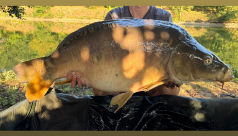 A carp from Linstant, Jul 2026
