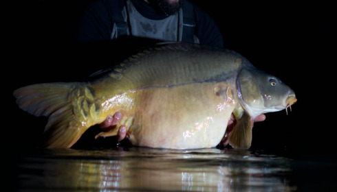 A carp from Emeraude, Nov 2025