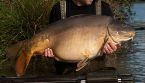 A 52 lb carp from Emeraude, Apr 2026