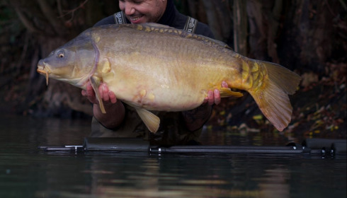 A carp from Emeraude, Nov 2025