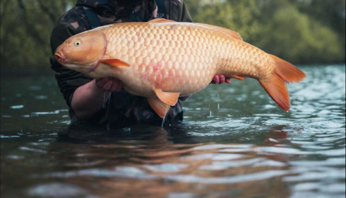 A carp from Emeraude, May 2026