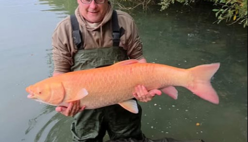 A carp from Emeraude, Oct 2025
