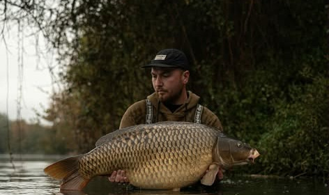 A carp from Emeraude, Nov 2025