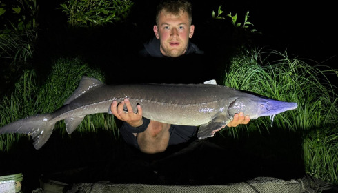 A 26 lb sturgeon from Cerises, May 2026