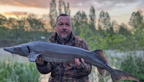 A 22 lb sturgeon from Cerises, Same sturgeon, Apr 2026