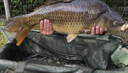 A carp from Bears Lake, Apr 2026