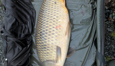 A carp from Carrouge, Maxence, Jan 2026