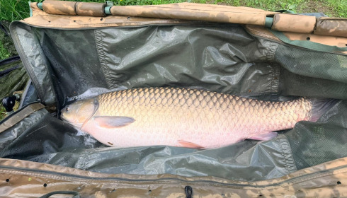 A 32 lb 8 oz carp from Lakeview, May 2026