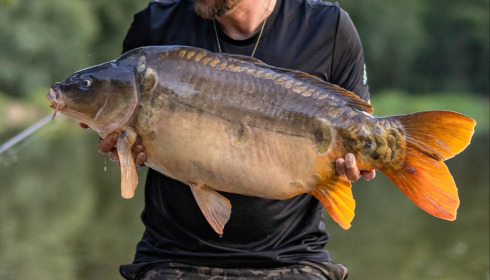 A carp from MDP Lake, Aug 2026