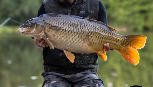 A carp from MDP Lake, Aug 2026