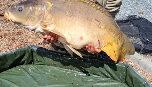 A carp from Carp House, May 2026