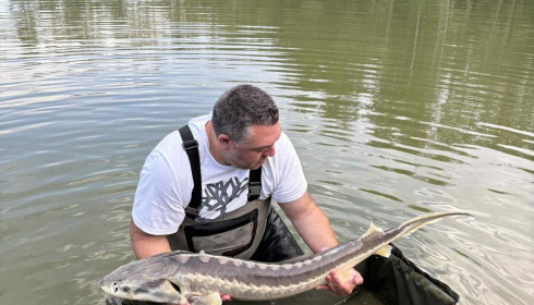 A carp from Zentelles, Dec 2025