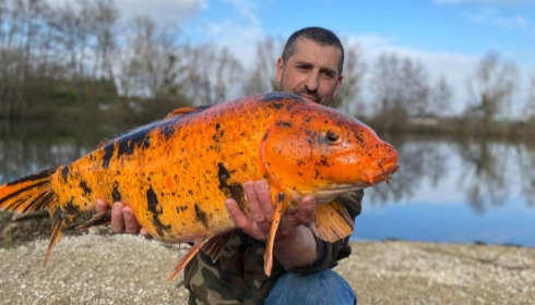 A carp from Zentelles, Dec 2025
