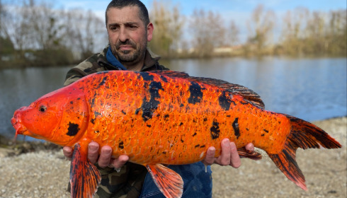 A carp from Zentelles, Dec 2025