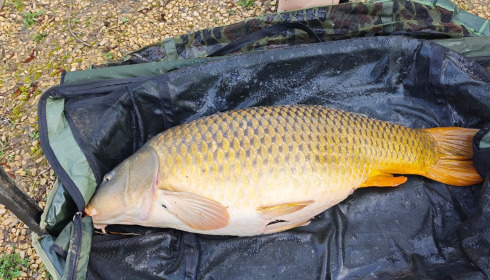 A carp from Zentelles, Mar 2026