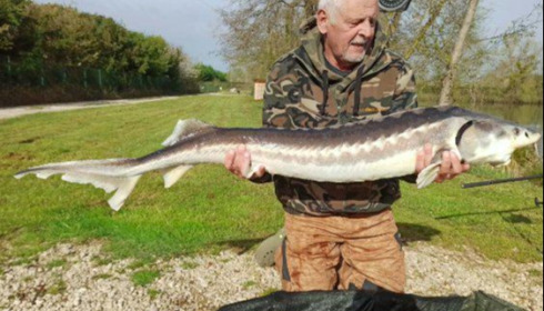 A carp from Zentelles, Apr 2026