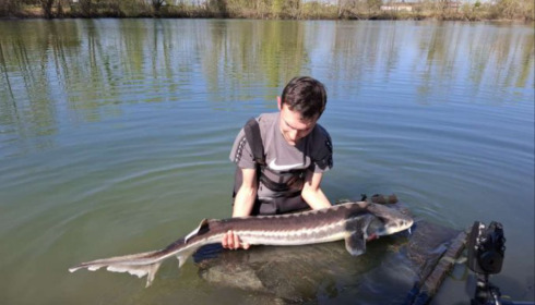 A carp from Zentelles, Dec 2025