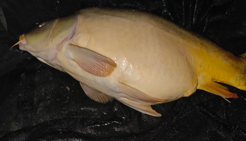 A carp from Zentelles, Mar 2026