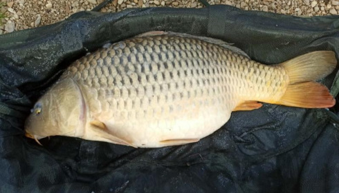 A carp from Zentelles, Apr 2026