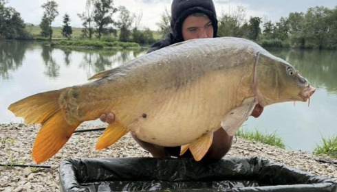 A carp from Le Sauci, Dec 2025