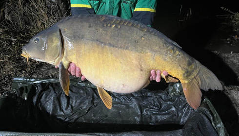 A carp from Le Sauci, Dec 2025