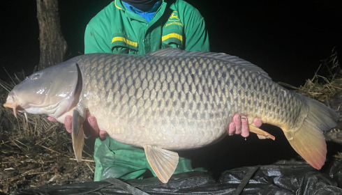 A carp from Le Sauci, Dec 2025