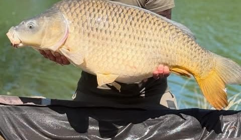A carp from Le Sauci, Apr 2026