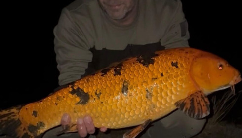 A carp from Le Sauci, Apr 2026