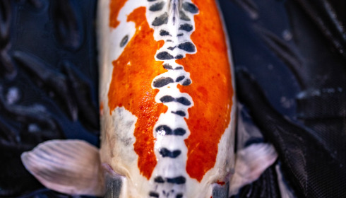 A carp from Plump Lake, Sep 2026
