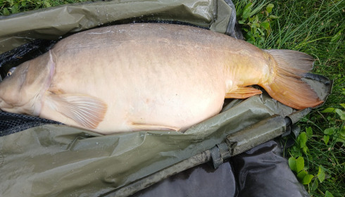 A 57 lb 10 oz carp from Beaurepaire, Rob’s Biggest, May 2026