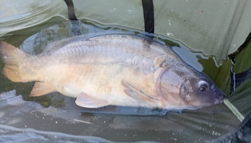 A 43 lb carp from Old Oaks, Sep 2026