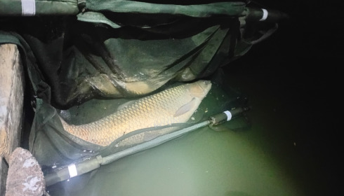 A carp from Old Oaks, Sep 2026