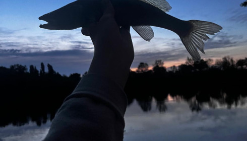 A carp from Villefond, Apr 2025