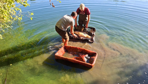 A fish from Villefond, Oct 2025