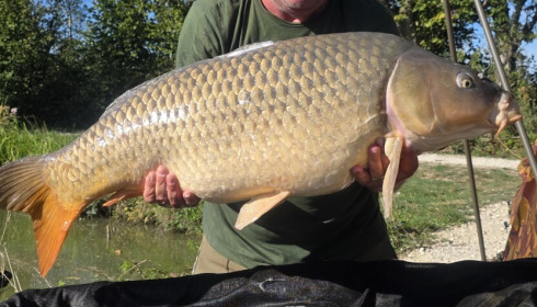 A 36 lb carp from Jonchery, 36lb common, Sep 2026