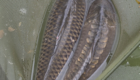 A carp from Brocard Small, Sep 2026