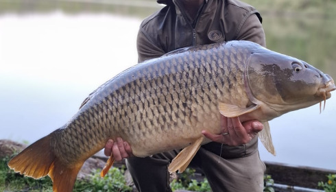 A carp from Brocard Large, Apr 2026