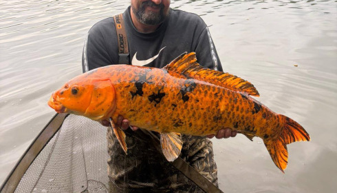 A carp from Brocard Large, May 2026