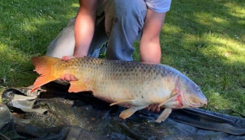 A 30 lb 8 oz carp from Cailleaux, greig, Jun 2020