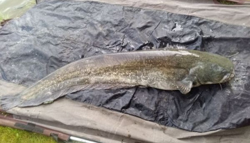 A catfish from Cailleaux, floreau, May 2020