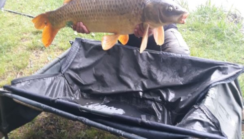 A 28 lb carp from Cailleaux, bonnard, May 2020
