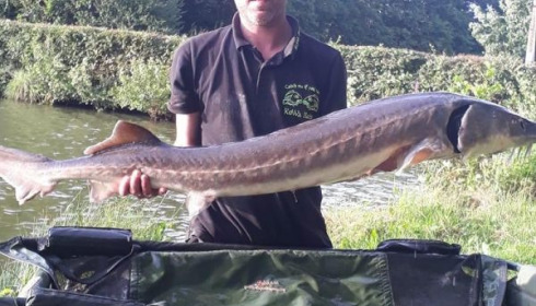 A carp from Cailleaux, gerard, Jun 2020
